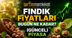 Fındık Fiyatları Bugün Ne Kadar