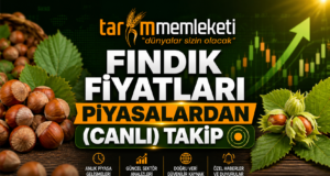 Fındık Fiyatları Canlı Takip