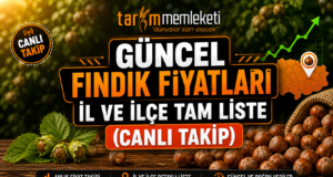 Güncel Fındık Fiyatları