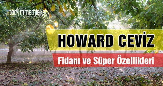 Howard Ceviz