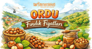 Ordu Fındık Fiyatları