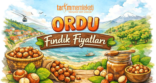 Ordu Fındık Fiyatları