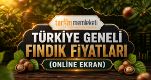 Türkiye Geneli Fındık Fiyatları