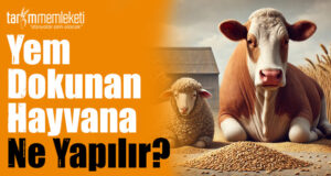 Yem Dokunan Hayvana Ne Yapılır?