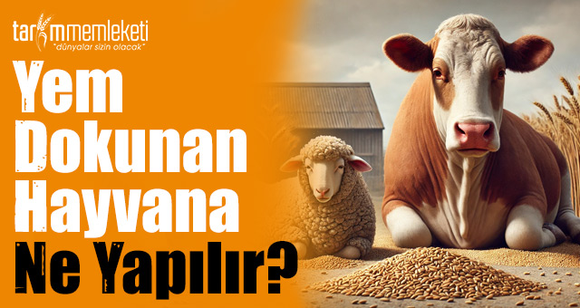 Yem Dokunan Hayvana Ne Yapılır? Yem Dokunan Hayvana Ne Yapılır?